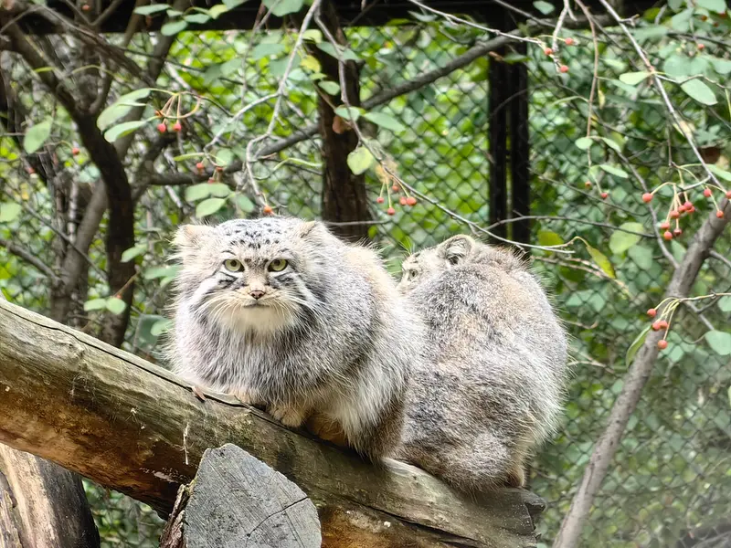 A photograph of Son of Eve 2024 Ⅰ and Sychik in Novosibirsk Zoo