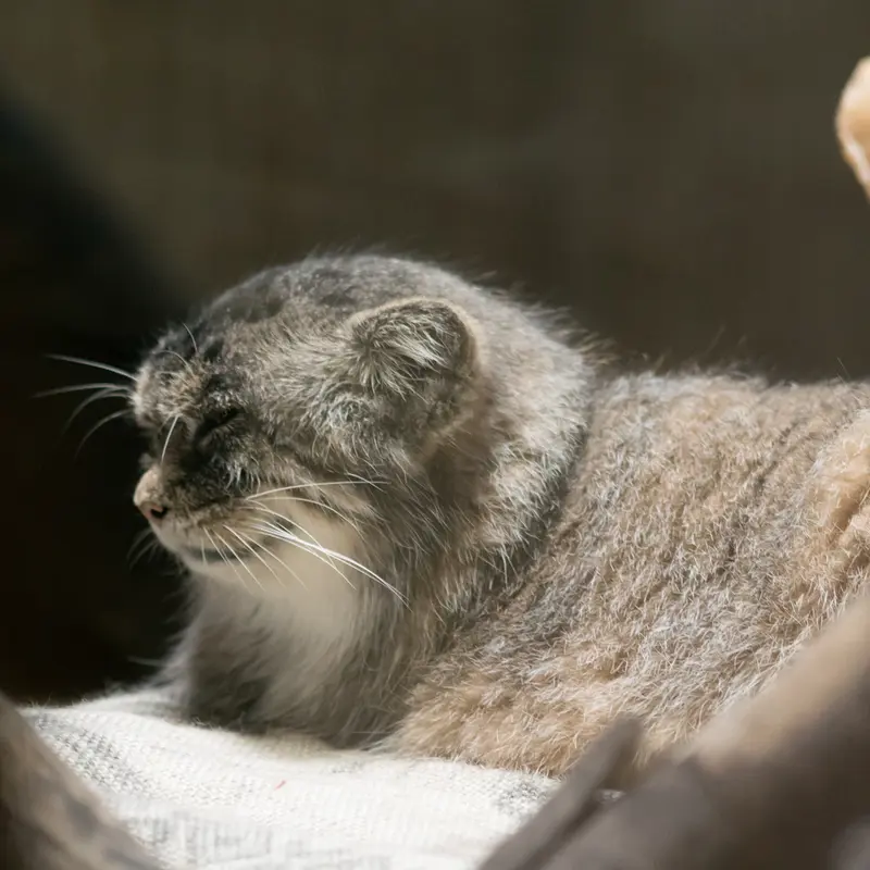 A photograph of Primula in Ueno Zoological Gardens
