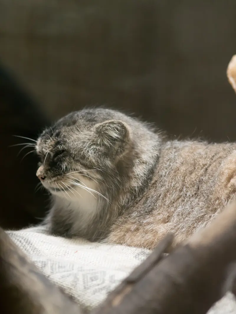 A photograph of Primula in Ueno Zoological Gardens