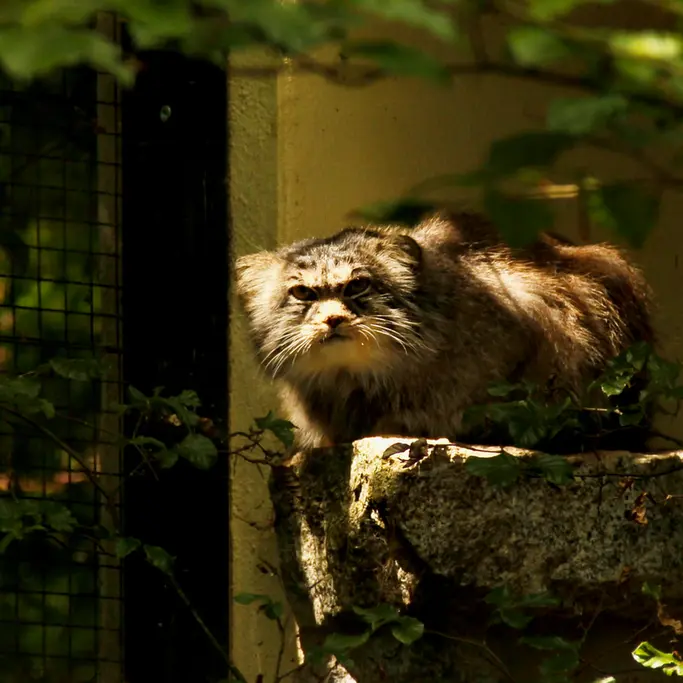 A photograph of Bob in Chemnitz Zoo