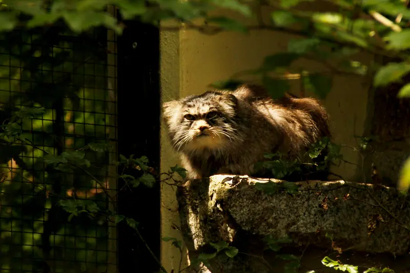 A photograph of Bob in Chemnitz Zoo