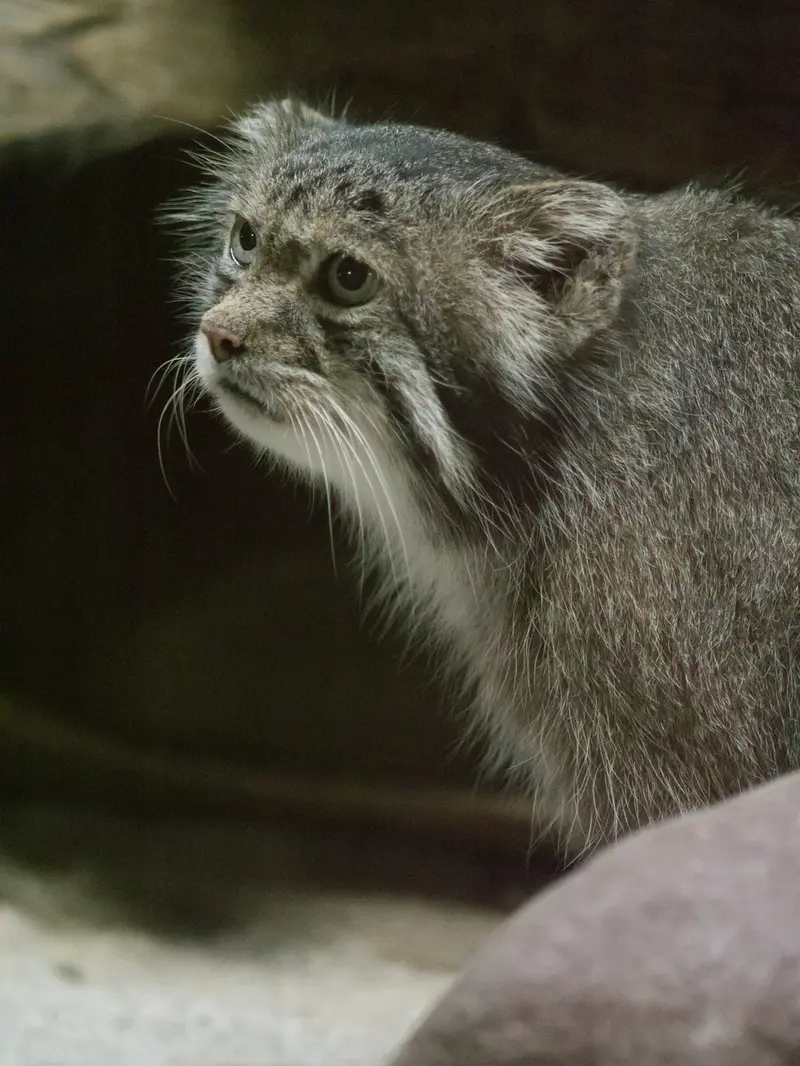 A photograph of Klyon in Ueno Zoological Gardens