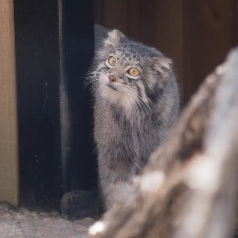 A photograph of Oto in Saitama Children's Zoo