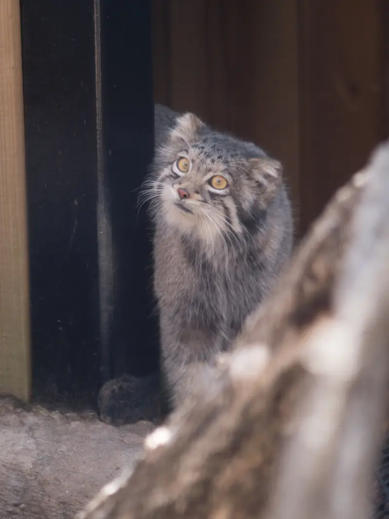 A photograph of Oto in Saitama Children's Zoo