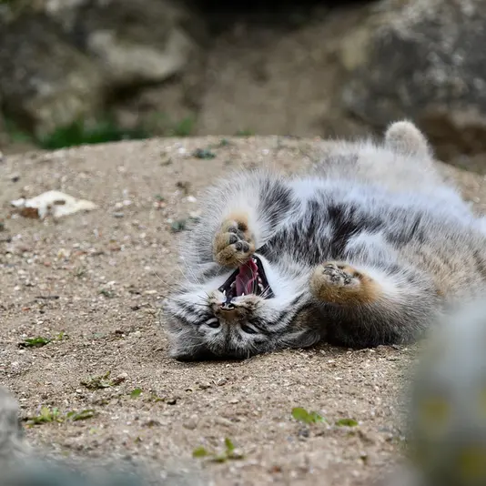 A photograph of Altai in Port Lympne Wild Animal Park