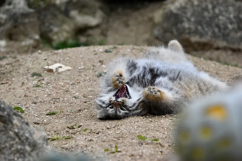 A photograph of Altai in Port Lympne Wild Animal Park