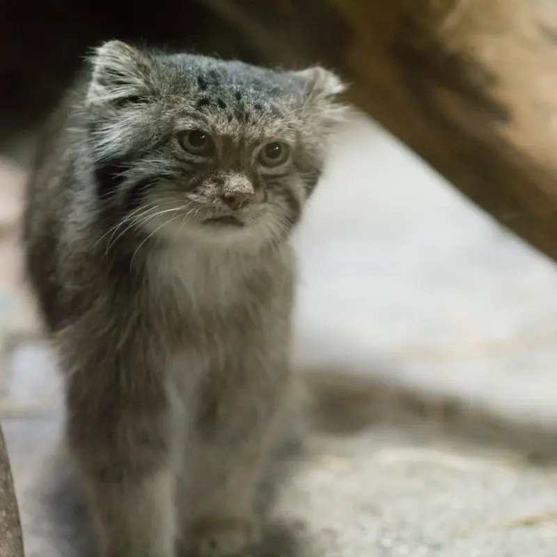 A photograph of Klyon in Ueno Zoological Gardens