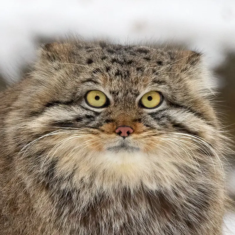 Son of Eve 2024 Ⅰ the Pallas's cat from Novosibirsk Zoo
