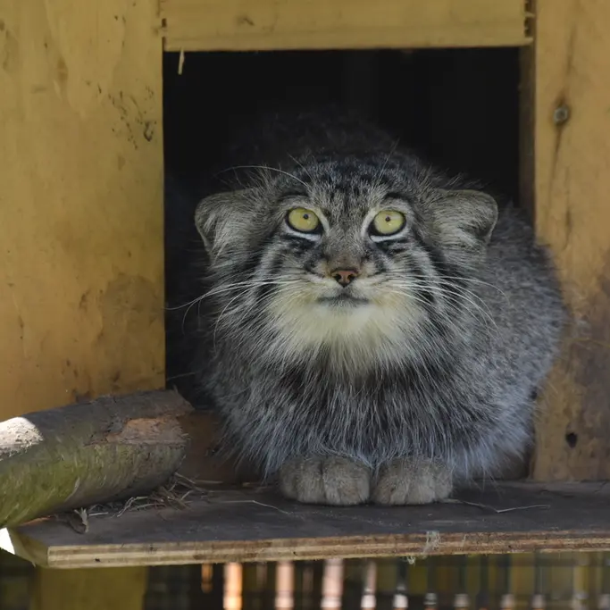 A photograph of Altai in The Lakeland Wildlife Oasis