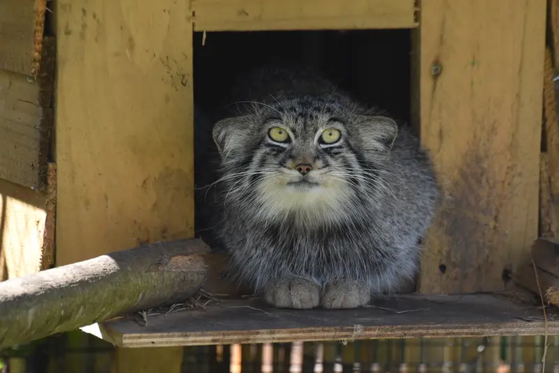 A photograph of Altai in The Lakeland Wildlife Oasis