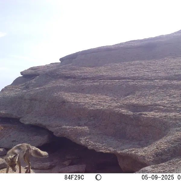 A photograph of Red fox from Bektauata 1 camera trap