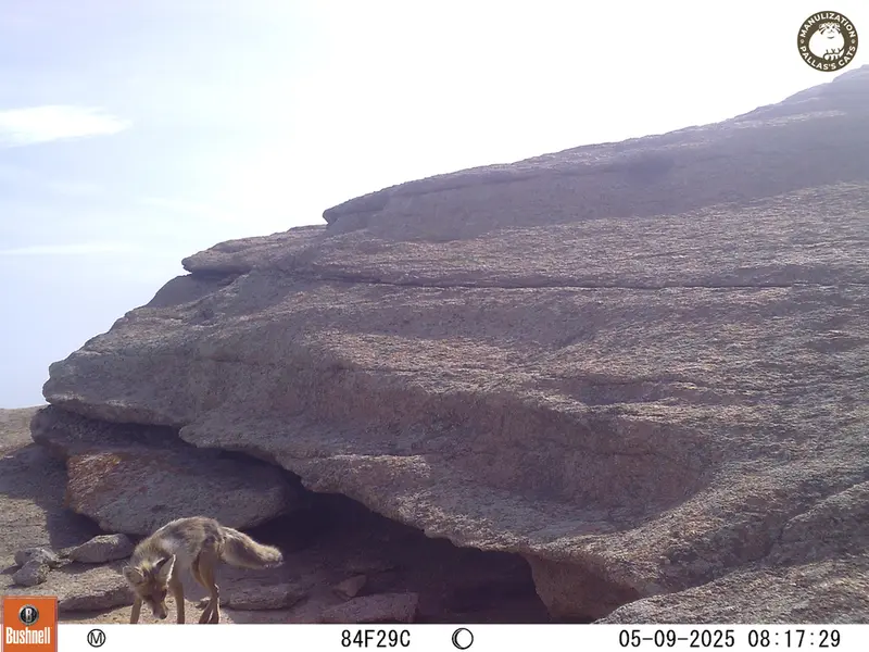 A photograph of Red fox from Bektauata 1 camera trap