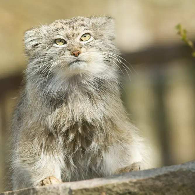 A photograph of Benny in Parken Zoo