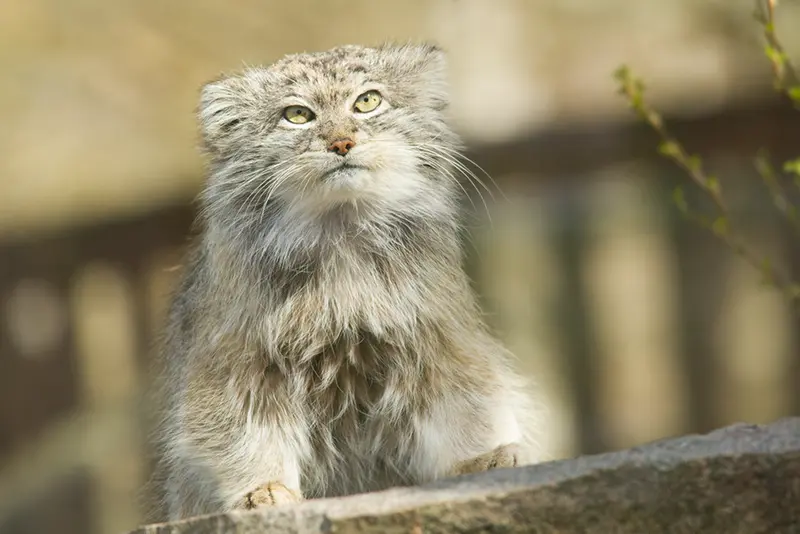 A photograph of Benny in Parken Zoo