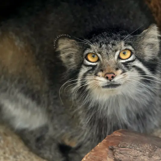 A photograph of Oto in Kobe Animal Kingdom
