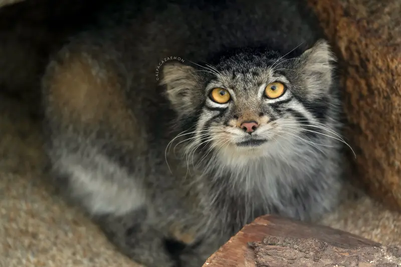 A photograph of Oto in Kobe Animal Kingdom