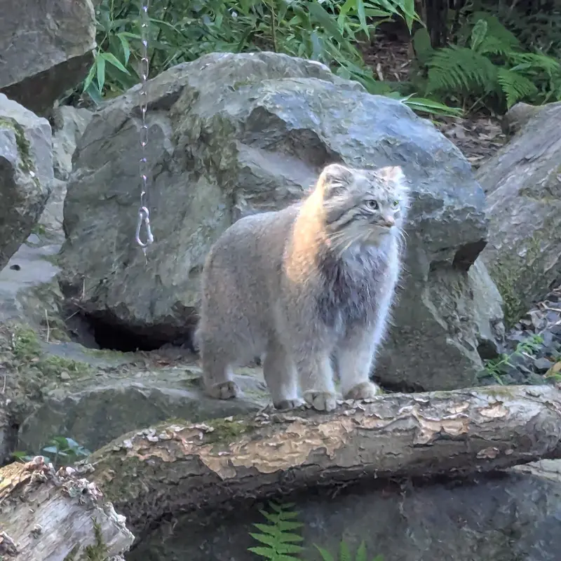 A photograph of Altai in Tregomeur Zoo