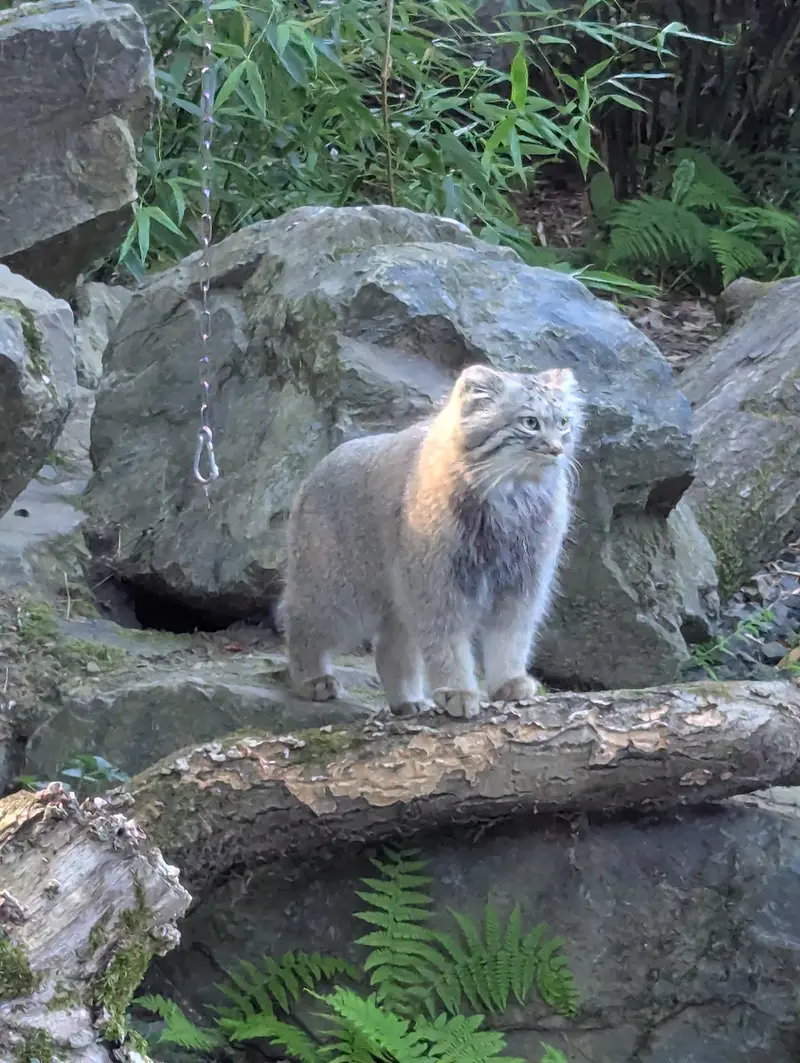 A photograph of Altai in Tregomeur Zoo