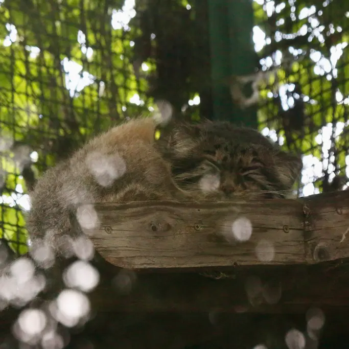 A photograph of Bohus in Budapest Zoo & Botanical Garden