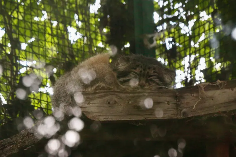 A photograph of Bohus in Budapest Zoo & Botanical Garden