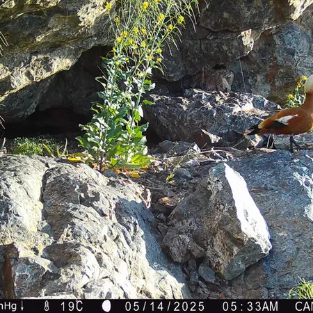 A photograph of Ruddy shelduck from Zhundy 1 camera trap
