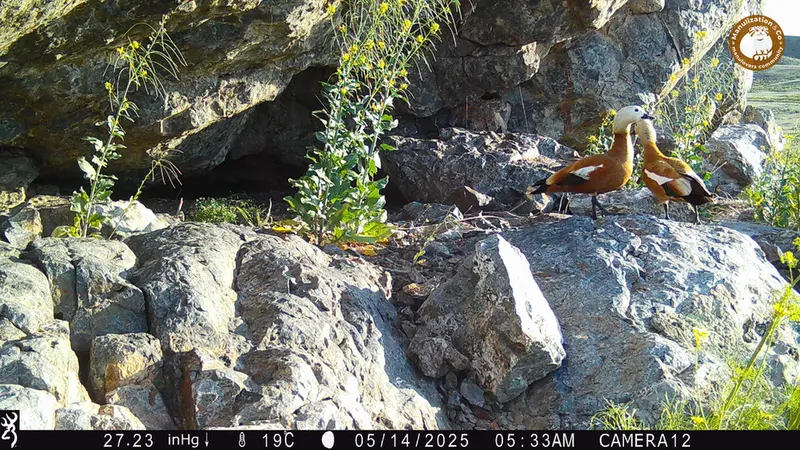 A photograph of Ruddy shelduck from Zhundy 1 camera trap