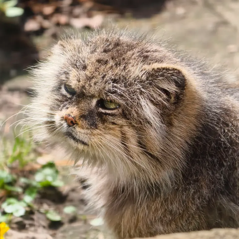 A photograph of Pazzo in Łódź Zoo