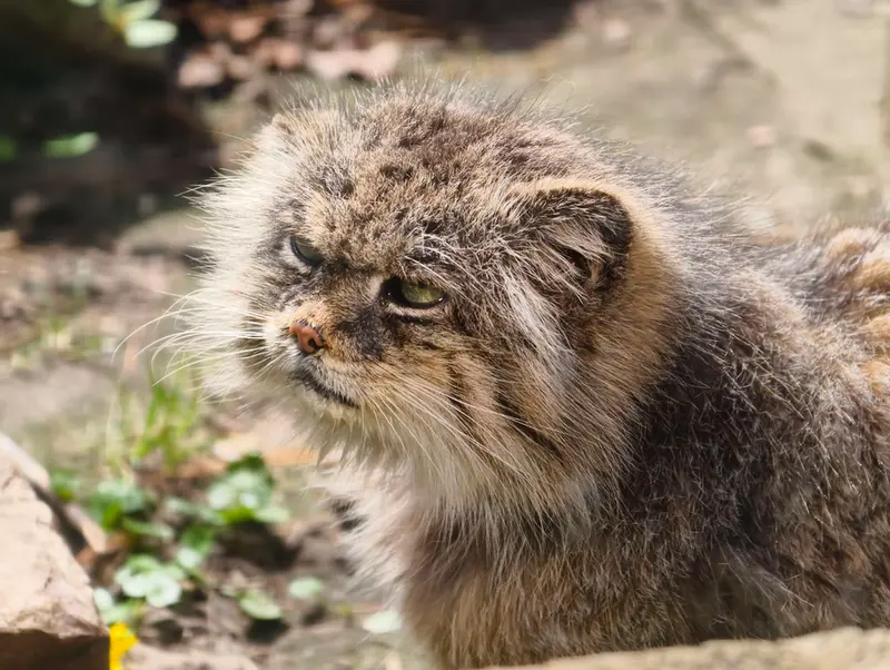 A photograph of Pazzo in Łódź Zoo