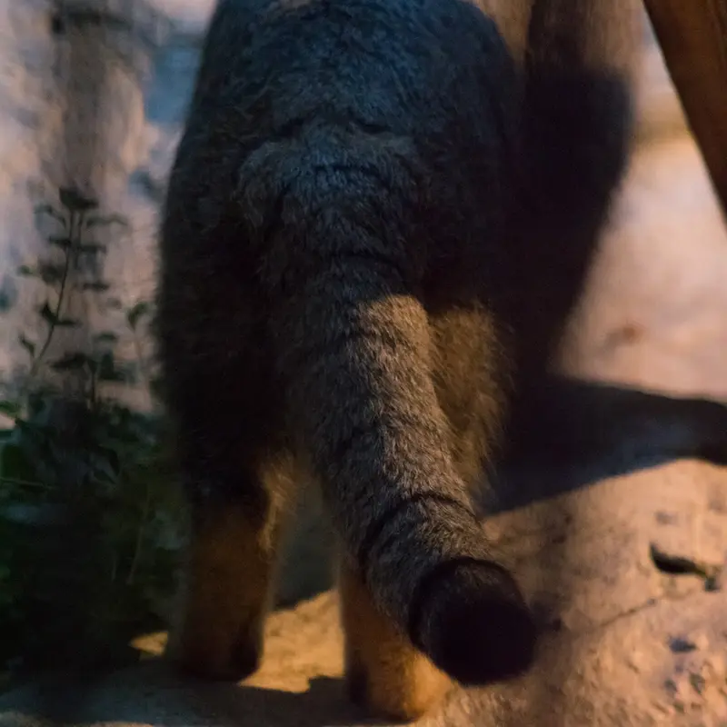 A photograph of Figa in Nogeyama Zoo