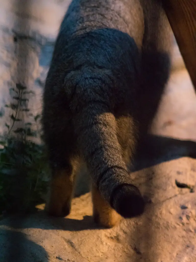 A photograph of Figa in Nogeyama Zoo