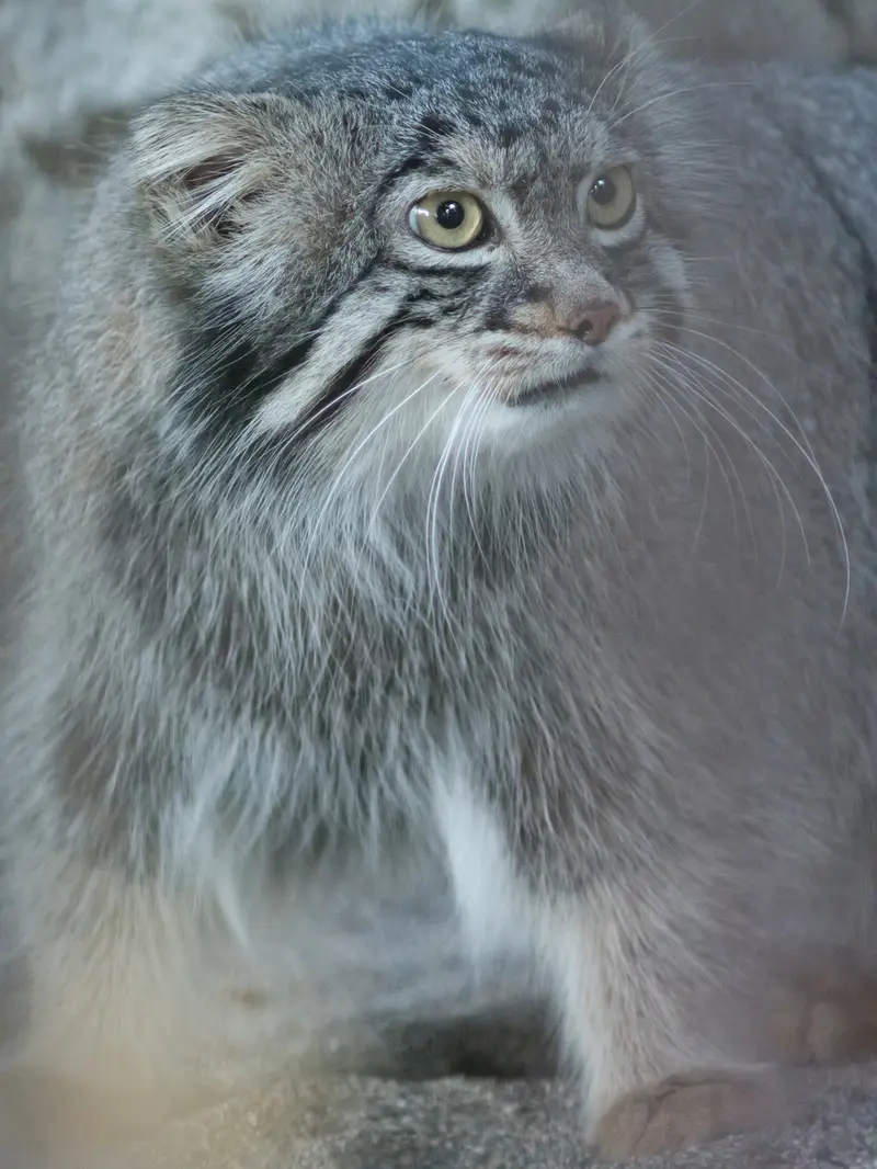 A photograph of Figa in Nogeyama Zoo
