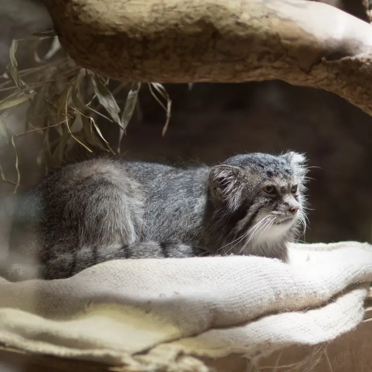 A photograph of Klyon in Ueno Zoological Gardens