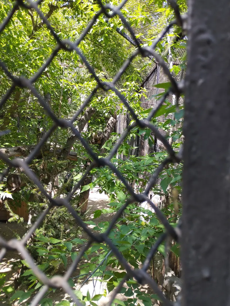 A photograph of a Pallas's cat in Novosibirsk Zoo