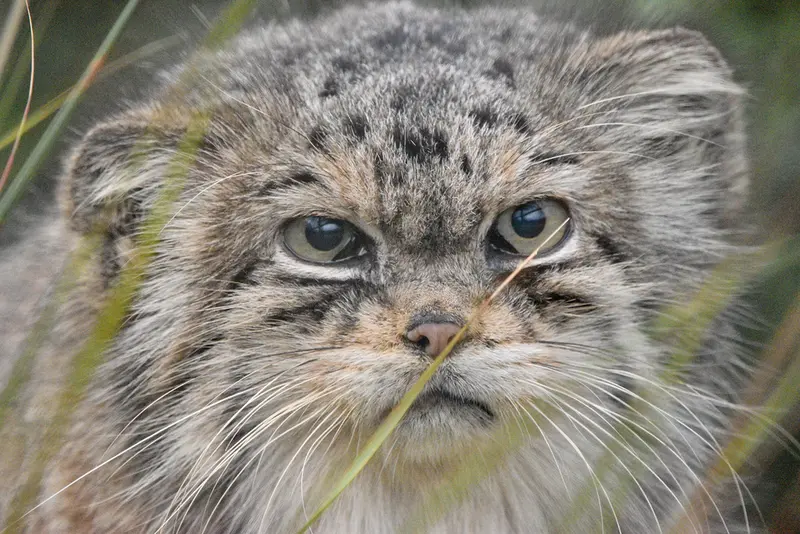 A photograph of Jochi in Howletts Wild Animal Park