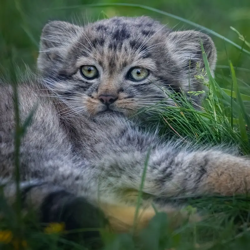 A photograph of a Pallas's cat in Port Lympne Wild Animal Park