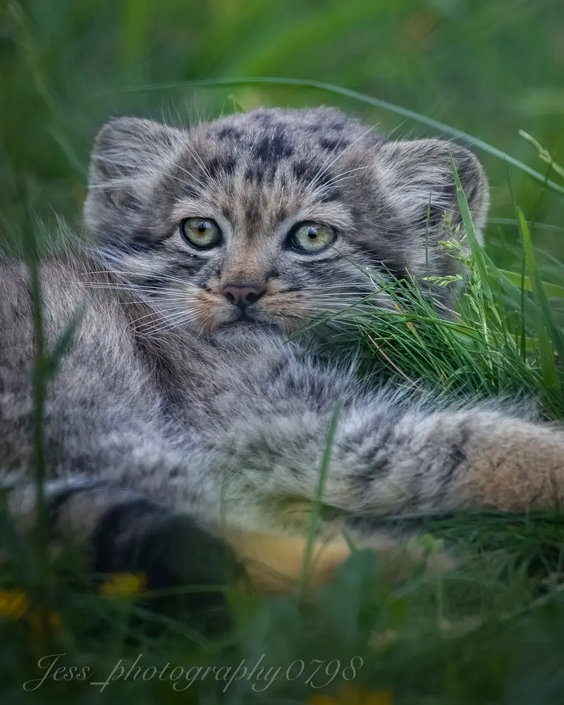 A photograph of a Pallas's cat in Port Lympne Wild Animal Park