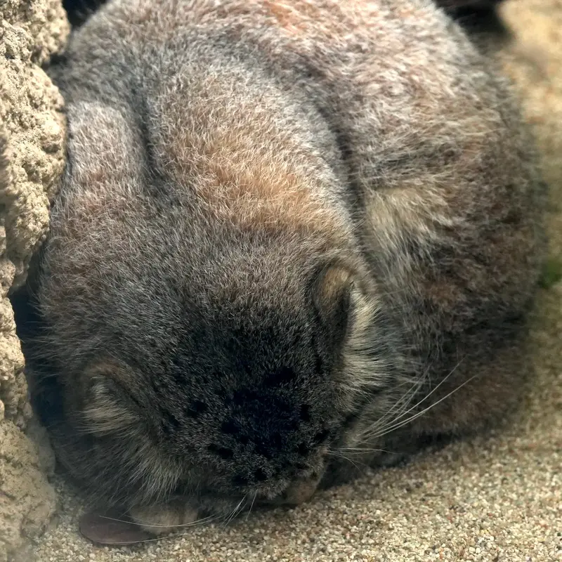 A photograph of Nar in Kobe Animal Kingdom