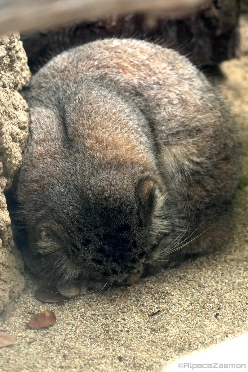 A photograph of Nar in Kobe Animal Kingdom