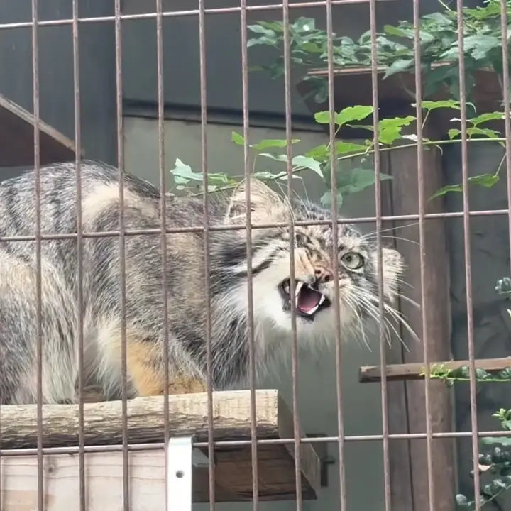 A photograph of a Pallas's cat in Higashiyama Zoo and Botanical Gardens