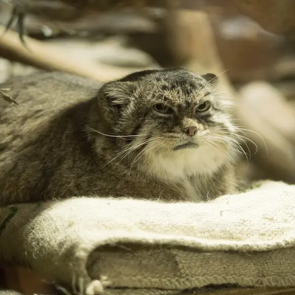 A photograph of Primula in Ueno Zoological Gardens