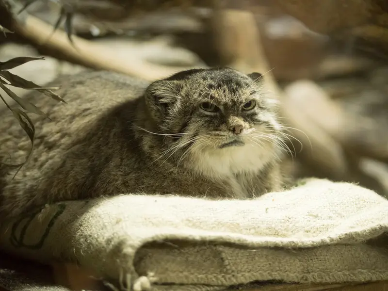 A photograph of Primula in Ueno Zoological Gardens