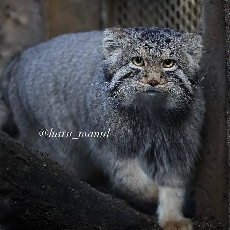 A photograph of Nagomu in Nasu Animal Kingdom