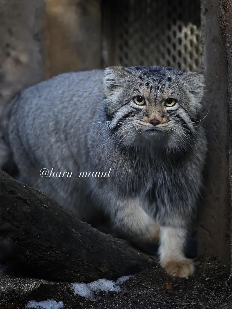 A photograph of Nagomu in Nasu Animal Kingdom