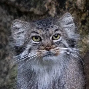 Micha the Pallas's cat from Nordens Ark