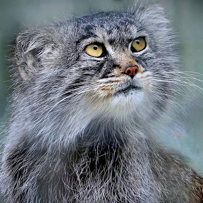 A photograph of Aldan in Zie-Zoo