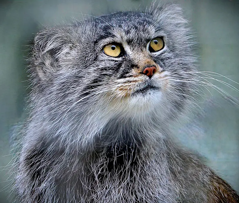 A photograph of Aldan in Zie-Zoo