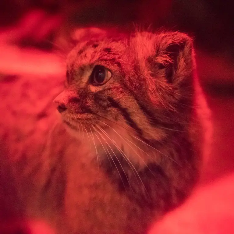 A photograph of Naim in Ueno Zoological Gardens