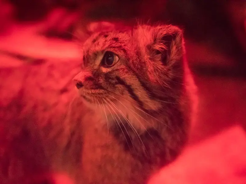 A photograph of Naim in Ueno Zoological Gardens