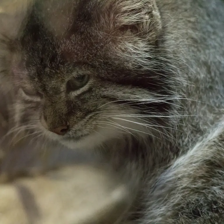 A photograph of Klyon in Ueno Zoological Gardens