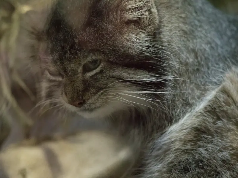 A photograph of Klyon in Ueno Zoological Gardens